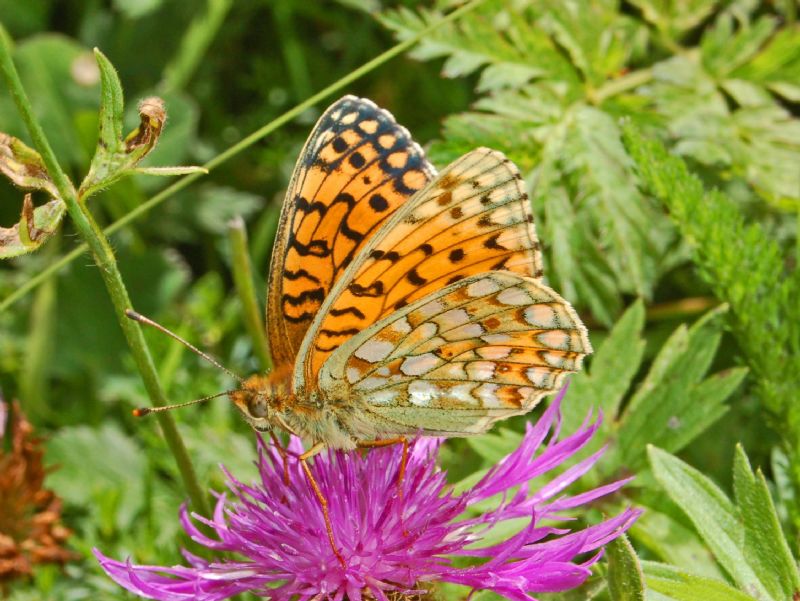 Argynnis da identificare - Argynnis (Fabriciana) niobe